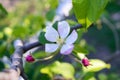 Delicate flower apple tree with buds on a branch among leaves Royalty Free Stock Photo