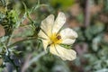 Delicate flower of an argemone polyanthemos, or crested prickly poppy