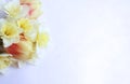 Delicate flower arrangement - yellow daffodils and colorful tulips on a white background. Royalty Free Stock Photo