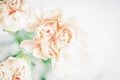 Delicate flower background. Soft focus of close up pastel carnation flowers. Copy space Royalty Free Stock Photo