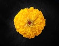 Top view of a flower on black background. Selective focus. Royalty Free Stock Photo