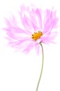 Delicate flower cosmos purple color with airy petals on a white background.