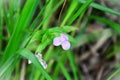 Pink flower of tripogandra diuretic blooming in the woods