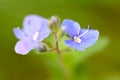 Delicate flower of a field violet blossomed into the field Royalty Free Stock Photo