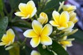 Delicate flower frangipani in the morning dew. Tourism, Indonesia. The natural tenderness and beauty, aromatherapy, beautiful frag