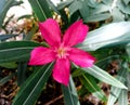 Delicate flower in garden