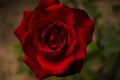 Rose Niccolo Paganini. Red rose.