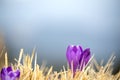 delicate flower of lilac crocus in dry grass in early spring Royalty Free Stock Photo