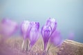 delicate flower of lilac crocus in dry grass in early spring on a blue sky background. Royalty Free Stock Photo
