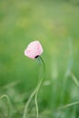 Delicate flower pink wild poppy on a thin stalk on a green meadow. soft selective focus. Royalty Free Stock Photo