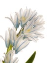 Delicate flower Puschkinia niatsintnoides