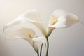 Delicate flower wedding freshness lily beauty plant flora blossom calla light nature white Royalty Free Stock Photo