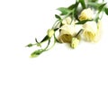 Delicate flower on a white Royalty Free Stock Photo