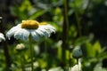 Delicate flower white chamomile on the background of the field Royalty Free Stock Photo