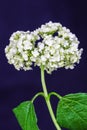 Delicate flower white hydrangea on dark background. Royalty Free Stock Photo