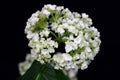 Delicate flower white hydrangea on dark background. Royalty Free Stock Photo