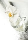 Delicate flower white orchid Royalty Free Stock Photo