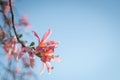 delicate flowering branch against the blue sky with a lot of copy space. Ceiba speciosa