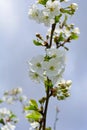 Delicate flowering cherry branch in spring