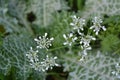 Delicate flowering of a medicinal plant Scandix pecten-veneris in Galilee in Israel