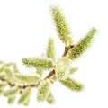 Delicate flowering willow branch on white background.