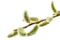 Delicate flowering willow branch on white background.