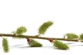 Delicate flowering willow branches on white background.