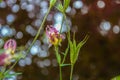 Delicate flowers against bokeh reflections in water - shallow focus