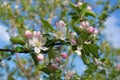 Delicate flowers of the apple tree with dew drops at sunrise Royalty Free Stock Photo