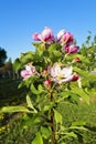 Delicate flowers of apple trees bloom in spring. Royalty Free Stock Photo