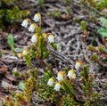 Arctic Bell Heather Flowers Royalty Free Stock Photo