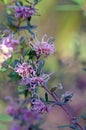 Delicate flowers of the Australian native pink spider flower, Grevillea sericea, family Proteaceae, Royal National Park, Sydney,