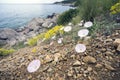 Delicate flowers of bindweed. Royalty Free Stock Photo