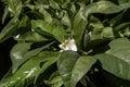 Delicate flowers of a blossoming orange tree close-up on a blurred background of green foliage