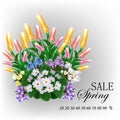 Delicate flowers, blossoming petals, primroses, tulips, crocuses and chionodox on a spring background, design element Royalty Free Stock Photo