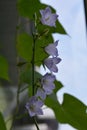 Delicate flowers of campanula persicifolia. Closeup