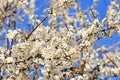 Delicate flowers of a cherry tree, backlit