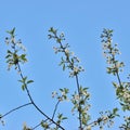 Delicate flowers of a cherry tree, backlit, close up.