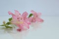 Delicate flowers close-up with reflection on a soft blurred background Royalty Free Stock Photo