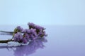 Delicate flowers close-up with reflection on a soft lilac blurred background Royalty Free Stock Photo