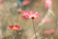 Delicate flowers of coral shades. Selective soft focus. Art work