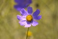 Delicate flowers of the cosmos close-up. A gentle macro flower.