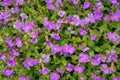 Delicate flowers on a green background. This is the beginning of flowering of a perennial plant-aubrieta Aubrieta pink