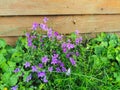 Purple flowers growing in grass Royalty Free Stock Photo