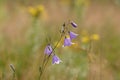 Delicate flowers of harebells (Campanula rotundifolia) after the rain. A close up of graceful bellflowers in the meadow,