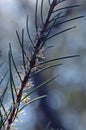 Delicate flowers and long prickly needle-like leaves of the Australian native Needlebush, Hakea gibbosa, family Proteaceae,