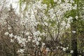 Delicate flowers of magnolia. Blossoming in spring in the middle zone, Russia