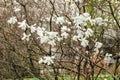 Delicate flowers of magnolia. Blossoming in spring in the middle zone, Russia