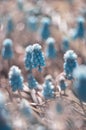Delicate flowers Muscari. Blue flowers on a beautiful background. Selective soft focus. Royalty Free Stock Photo