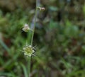 Delicate flowers of the Naked Miterwort plant